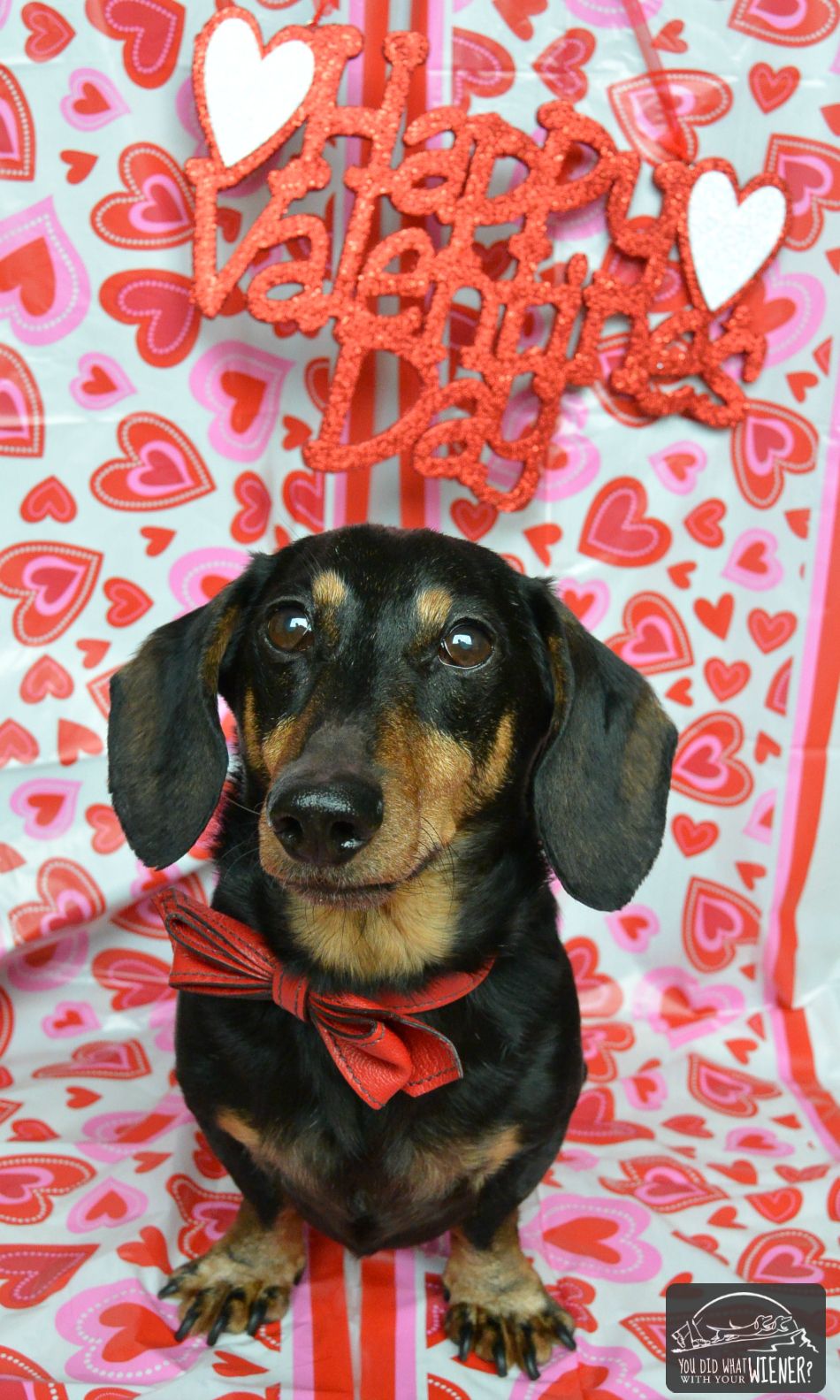 Detail Happy Valentines Day Dachshund Images Nomer 5