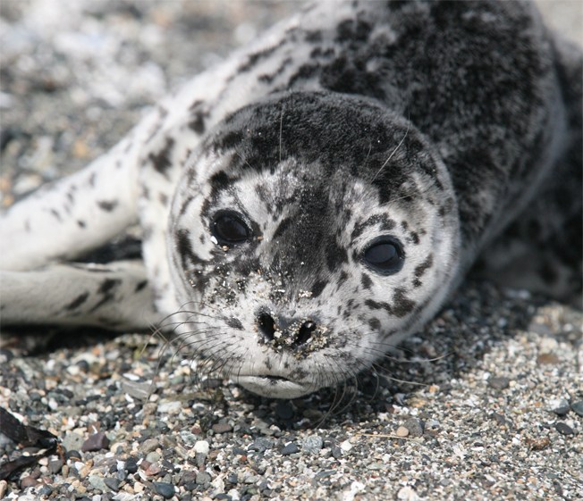 Detail Harbor Seals Images Nomer 13