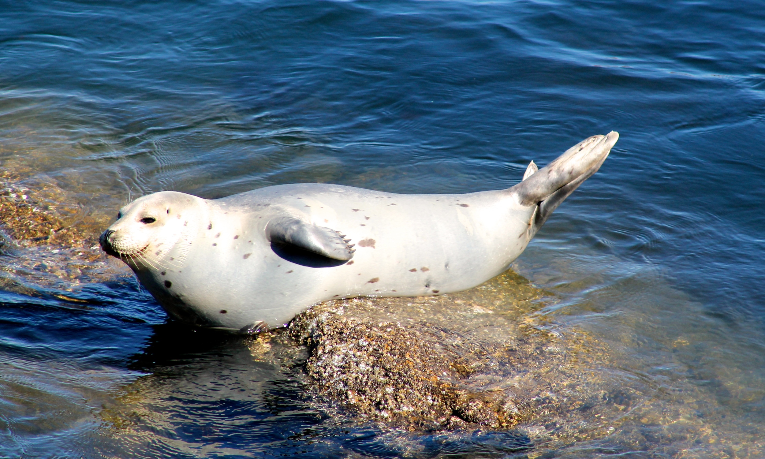 Detail Harbor Seals Images Nomer 17