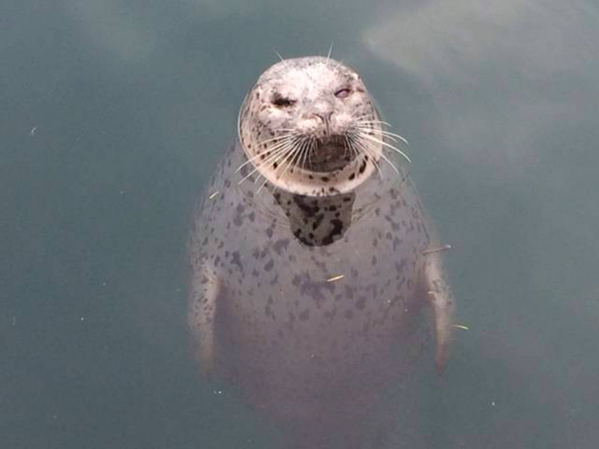 Detail Harbor Seals Images Nomer 25