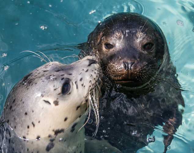 Detail Harbor Seals Images Nomer 32