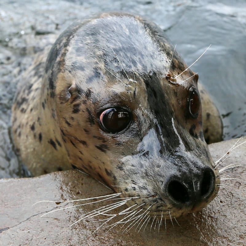 Detail Harbor Seals Images Nomer 47