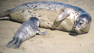 Detail Harbor Seals Images Nomer 49