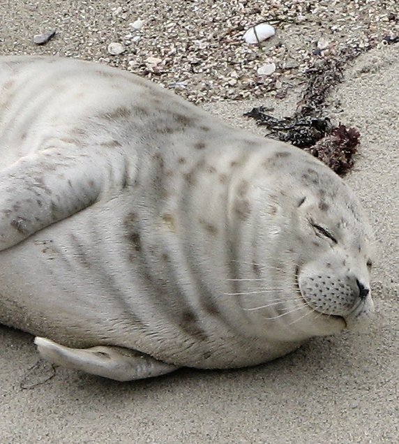 Detail Harbor Seals Images Nomer 7