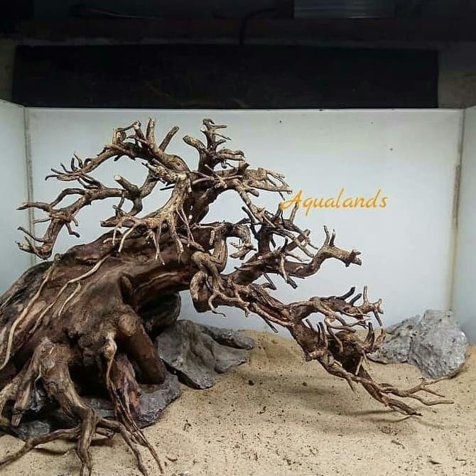 Detail Harga Akar Aquascape Nomer 45