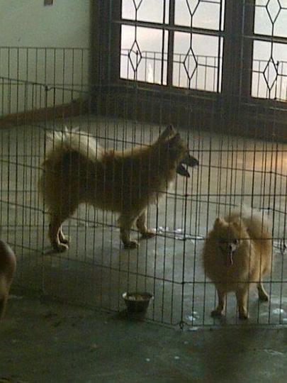 Detail Harga Anjing Golden Kecil Nomer 37