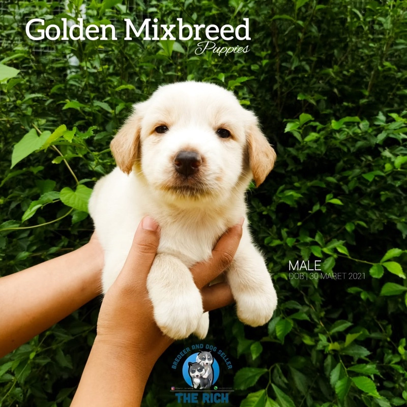 Detail Harga Anjing Golden Mix Nomer 11