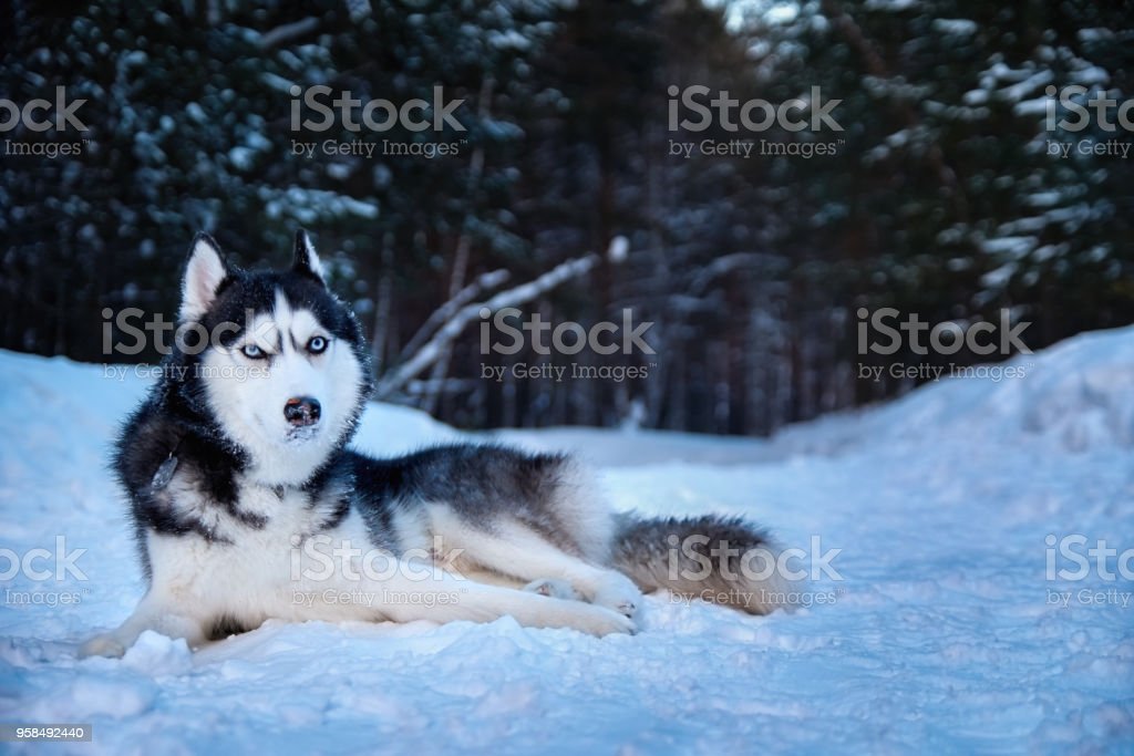 Detail Harga Anjing Serigala Salju Nomer 16
