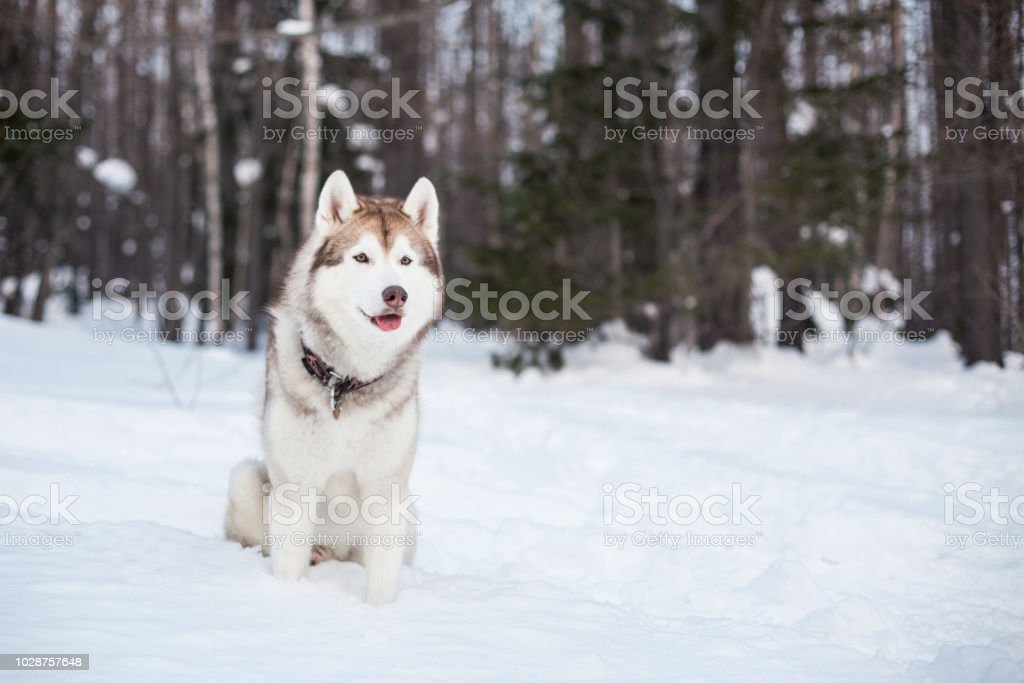 Detail Harga Anjing Serigala Salju Nomer 25