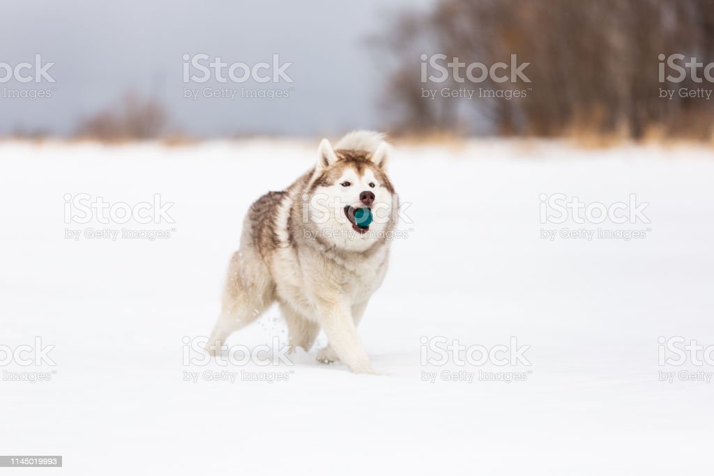 Detail Harga Anjing Serigala Salju Nomer 29