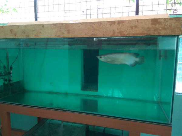 Detail Harga Aquarium Besar Untuk Arwana Nomer 12