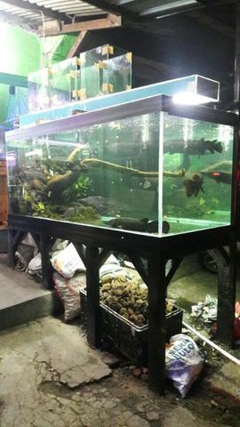 Detail Harga Aquarium Besar Untuk Arwana Nomer 40