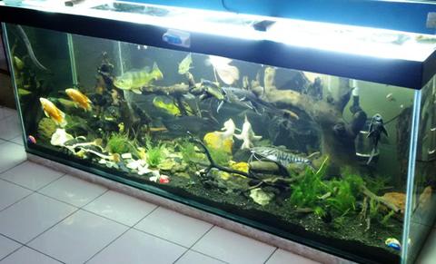 Detail Harga Aquarium Ikan Arwana Nomer 23