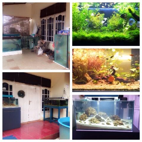 Detail Harga Aquarium Ikan Arwana Nomer 50