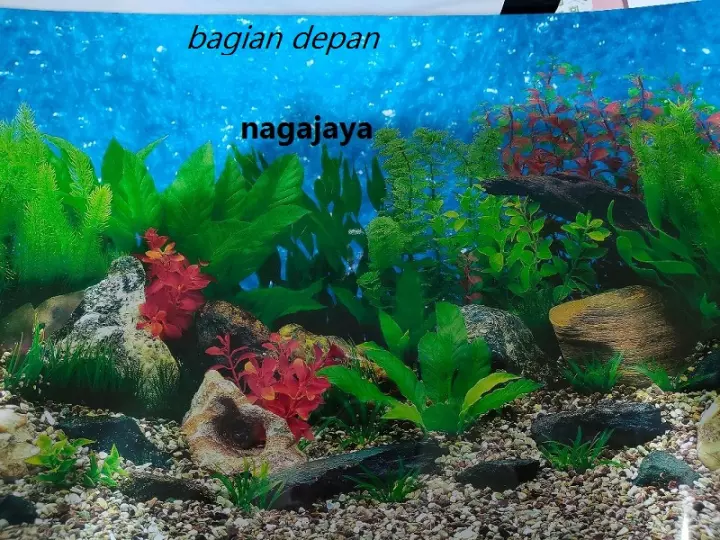 Detail Harga Background Aquarium Nomer 26