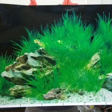 Detail Harga Background Aquarium Nomer 31