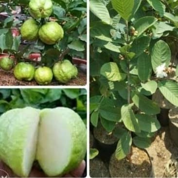 Detail Harga Buah Jambu Kristal Nomer 13