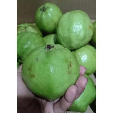 Detail Harga Buah Jambu Kristal Nomer 15