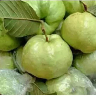 Detail Harga Buah Jambu Kristal Nomer 19