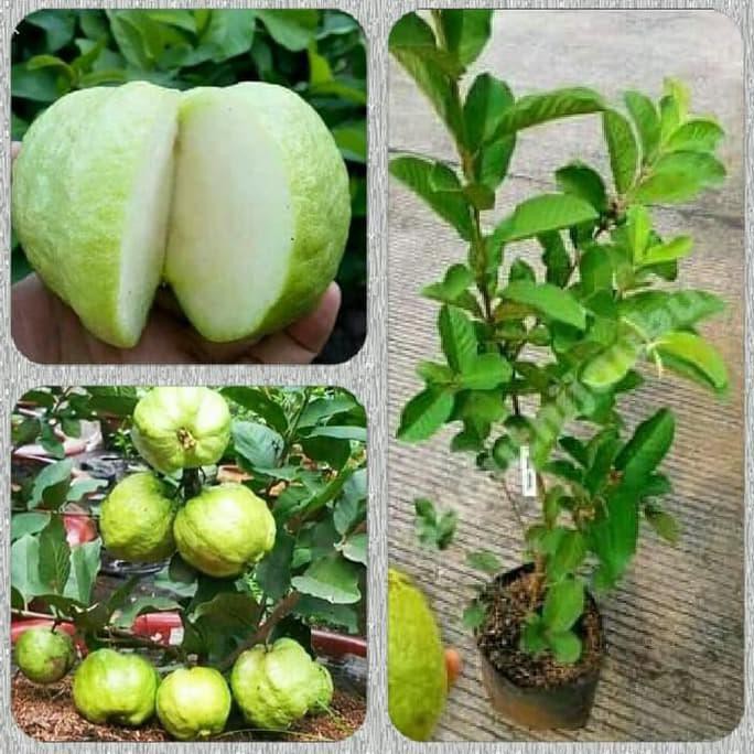 Detail Harga Buah Jambu Kristal Nomer 23