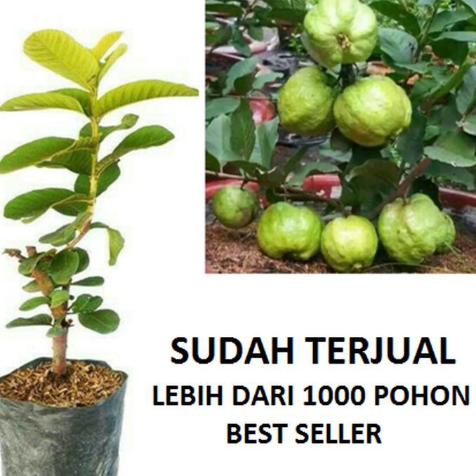 Detail Harga Buah Jambu Kristal Nomer 24