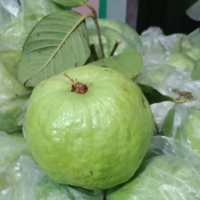 Detail Harga Buah Jambu Kristal Nomer 29