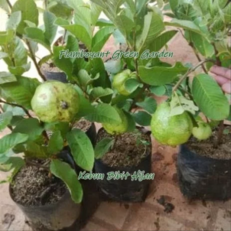 Detail Harga Buah Jambu Kristal Nomer 5