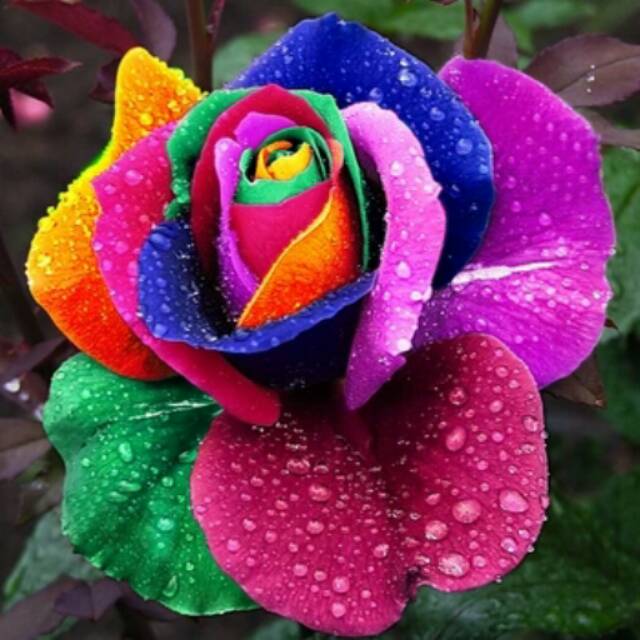 Harga Bunga Mawar Rainbow - KibrisPDR