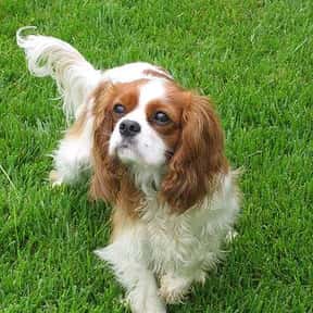 Detail Harga Cavalier King Charles Spaniel Nomer 6