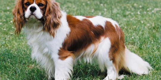 Detail Harga Cavalier King Charles Spaniel Nomer 10