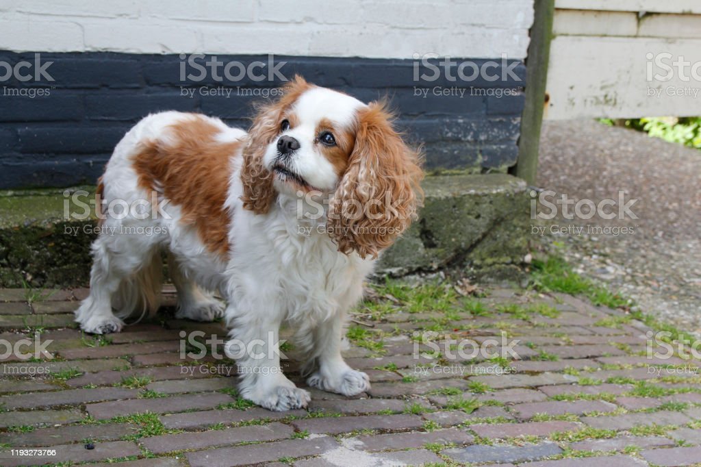 Download Harga Cavalier King Charles Spaniel Nomer 21