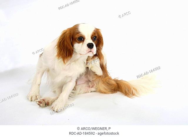 Detail Harga Cavalier King Charles Spaniel Nomer 29