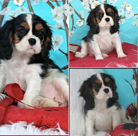 Detail Harga Cavalier King Charles Spaniel Nomer 34