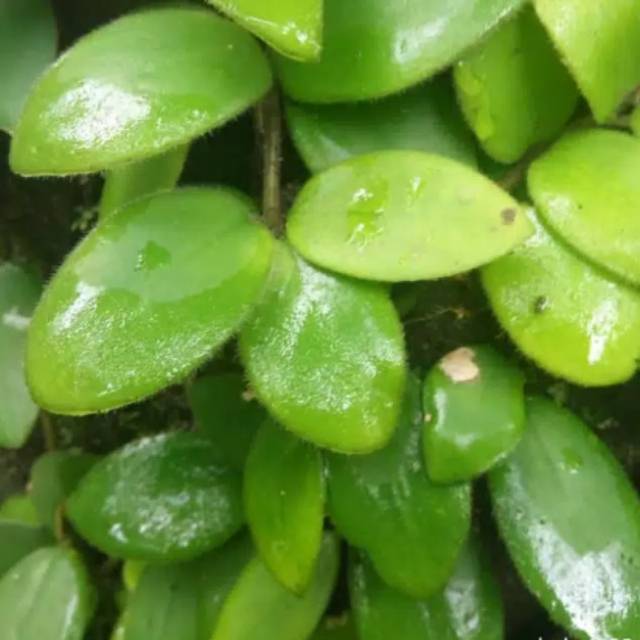 Detail Harga Daun Sisik Naga Nomer 25