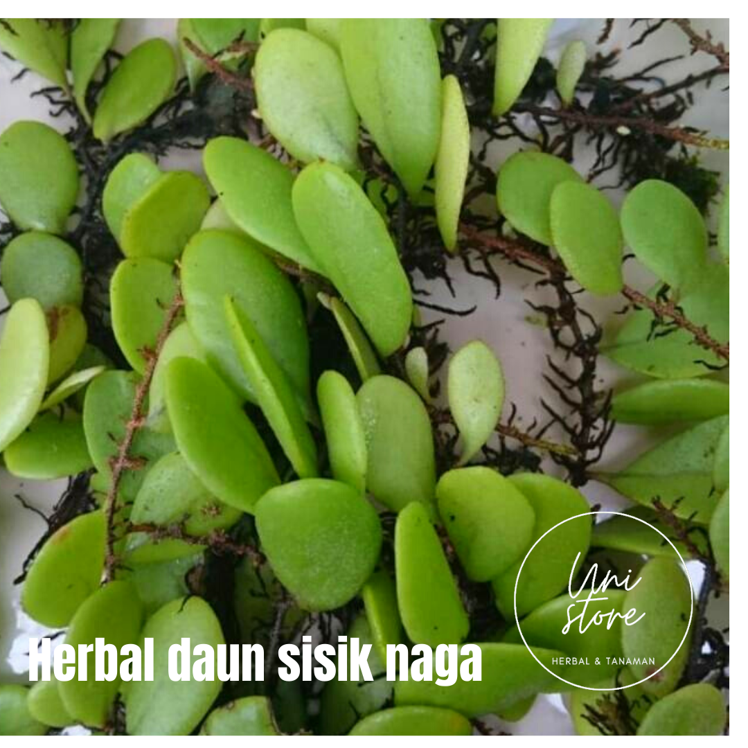 Detail Harga Daun Sisik Naga Nomer 54