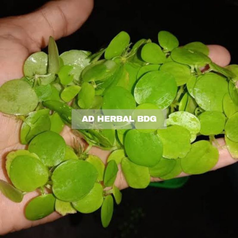 Detail Harga Daun Sisik Naga Nomer 55