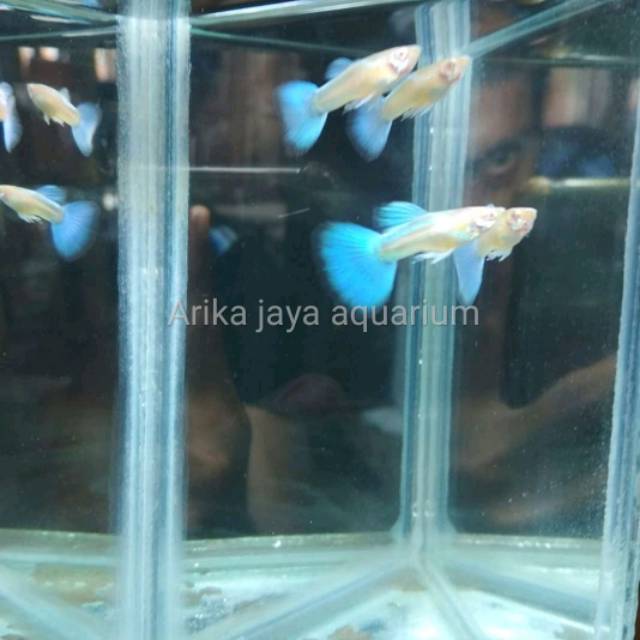 Detail Harga Guppy Sky Blue Nomer 2