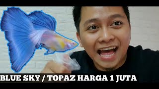 Detail Harga Guppy Sky Blue Nomer 42