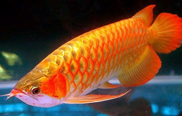 Detail Harga Ikan Arwana Golden Red Nomer 10