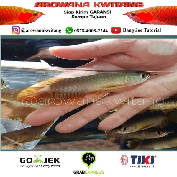 Detail Harga Ikan Arwana Golden Red Nomer 14