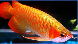 Detail Harga Ikan Arwana Golden Red Nomer 15