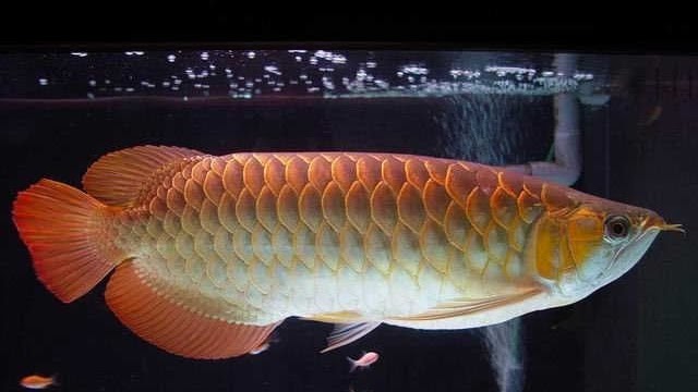 Detail Harga Ikan Arwana Golden Red Nomer 3