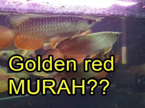 Detail Harga Ikan Arwana Golden Red Nomer 31