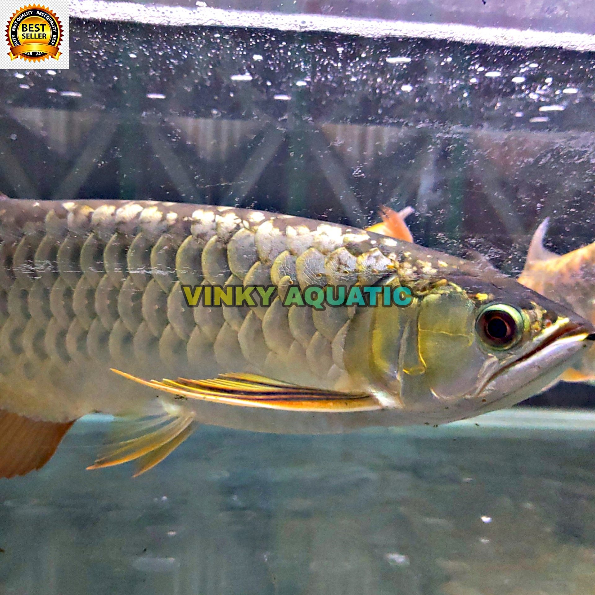 Detail Harga Ikan Arwana Golden Red Nomer 42