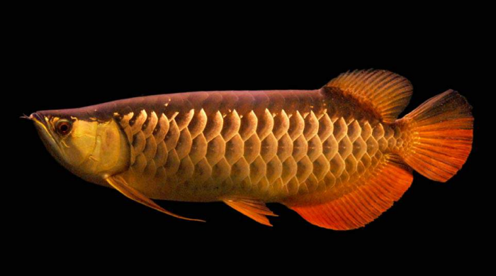 Detail Harga Ikan Arwana Golden Red Nomer 6