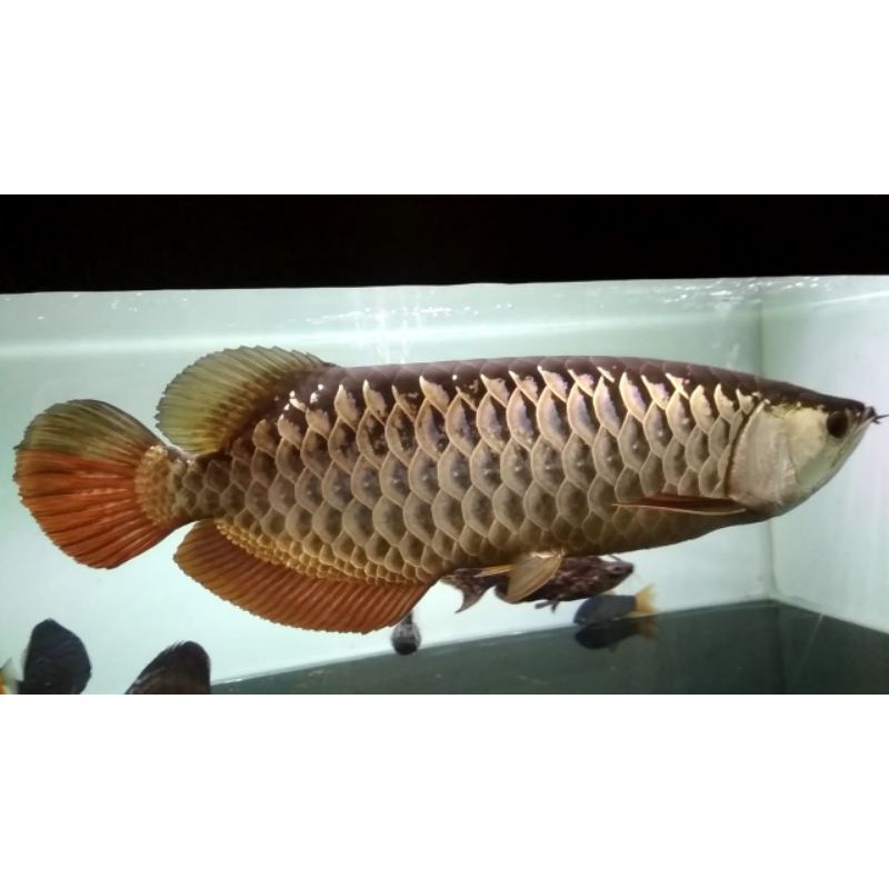 Detail Harga Ikan Arwana Golden Red Nomer 7