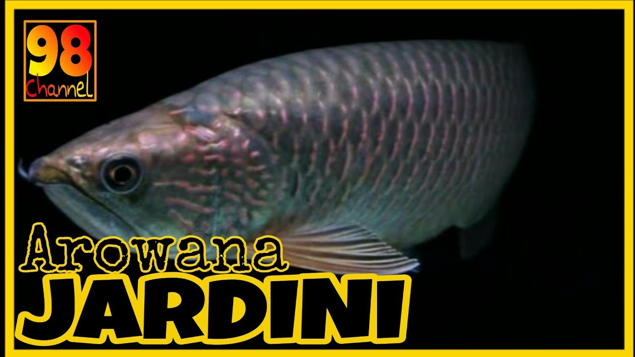 Detail Harga Ikan Arwana Jardini Nomer 13
