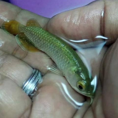 Detail Harga Ikan Arwana Jardini Nomer 37