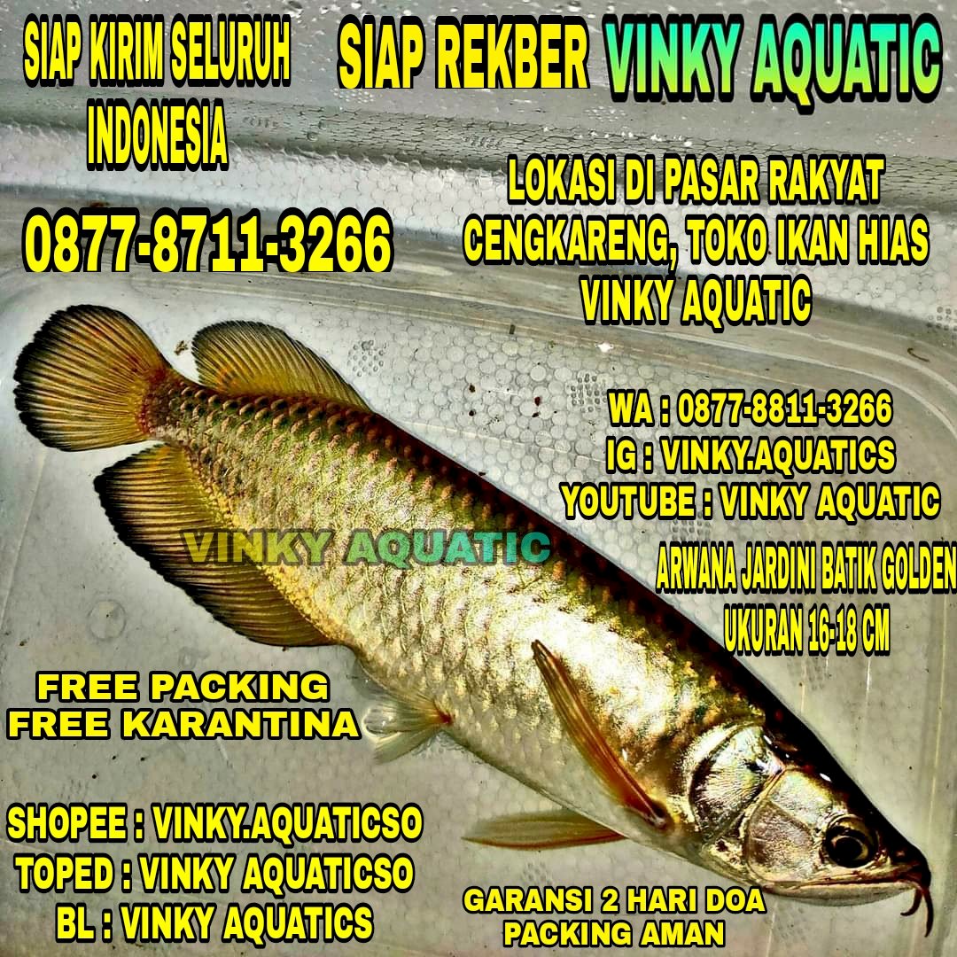 Detail Harga Ikan Arwana Jardini Nomer 38