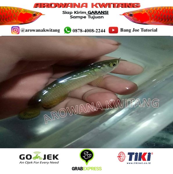 Detail Harga Ikan Arwana Jardini Nomer 50